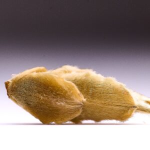 Bai Ya Bao Wild Tree White Tea ('26)
